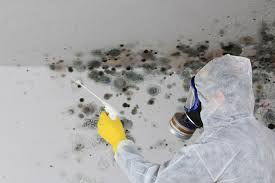 Why You Should Choose Our Mold Remediation Services in Rothsville, PA